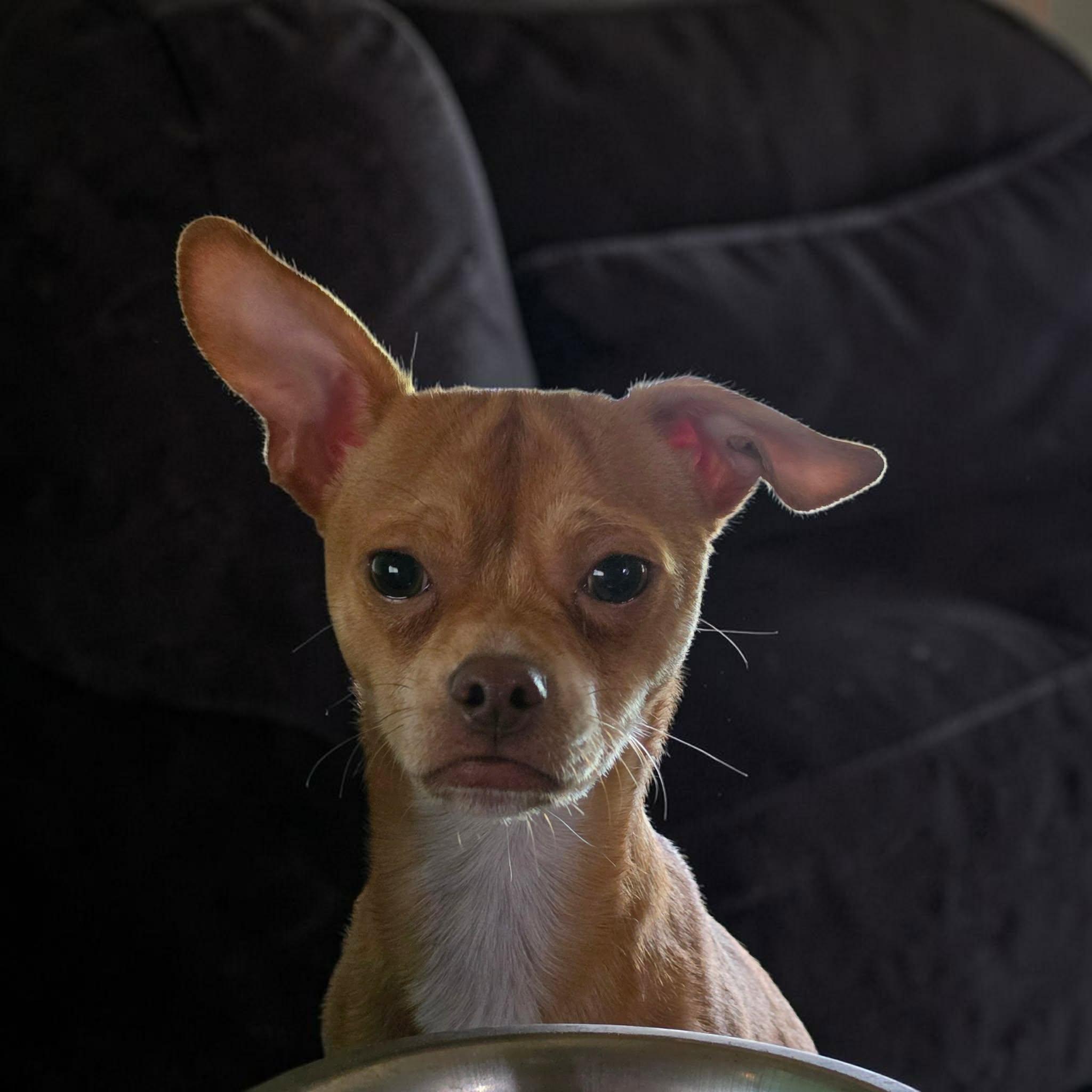 Chippy, ADOPTABLE, Young Male Chihuahua.