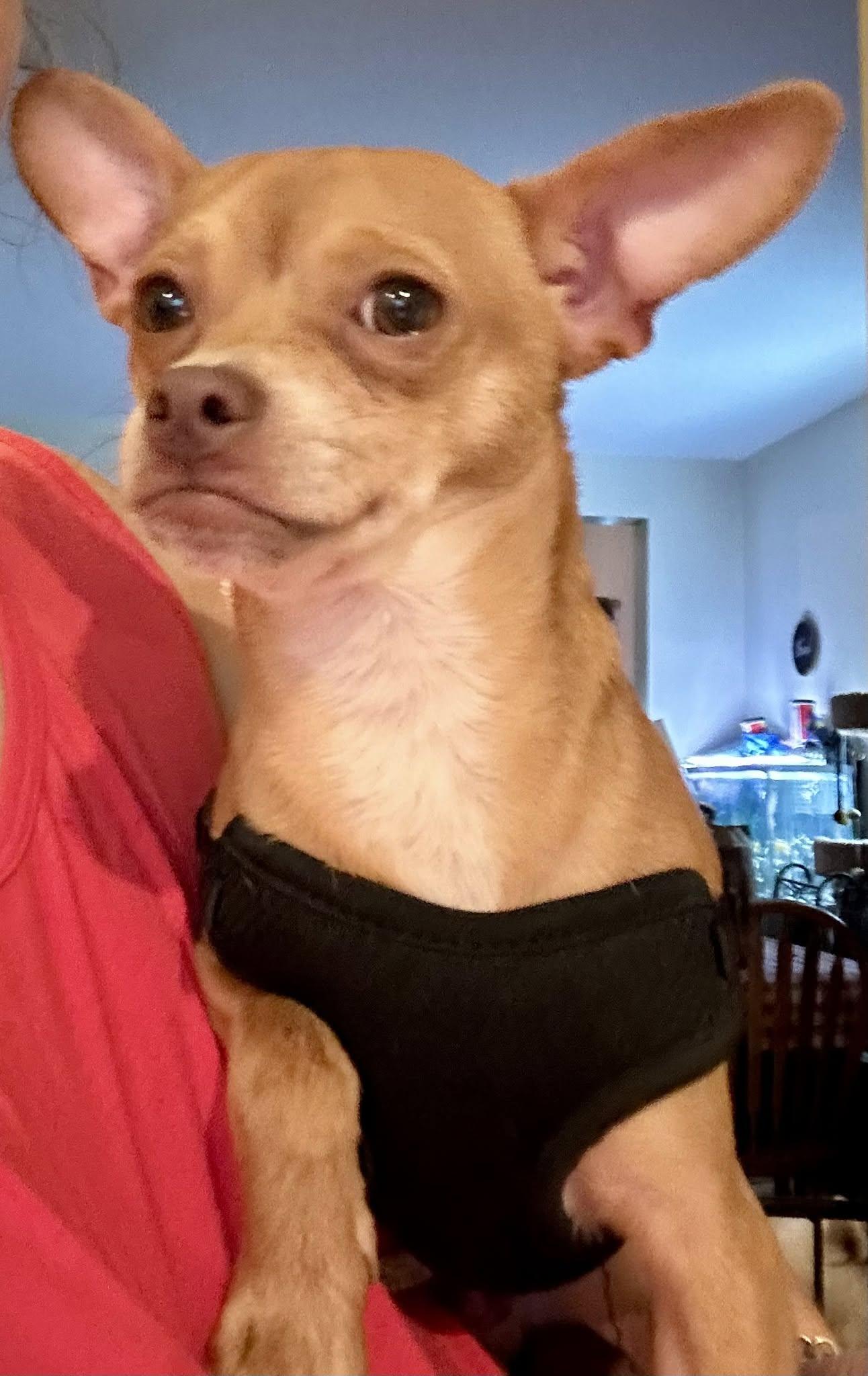 Enlarge Chippy, a ADOPTABLE mixed breed in Hazelwood, MO image 6/6