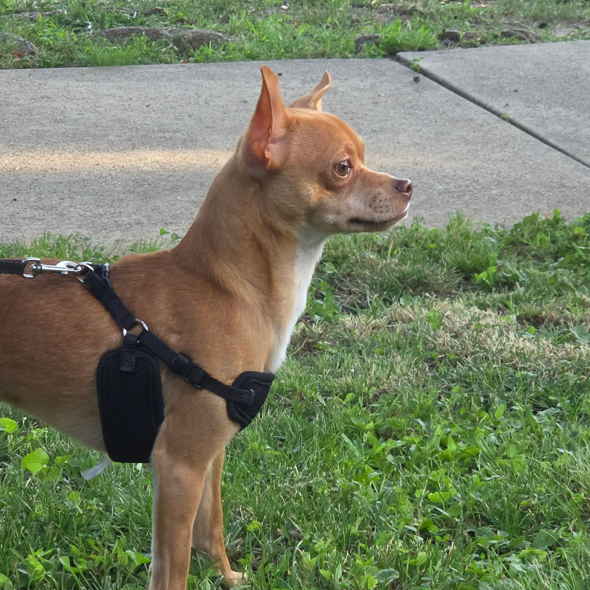 Enlarge Chippy, a ADOPTABLE mixed breed in Hazelwood, MO image 5/6