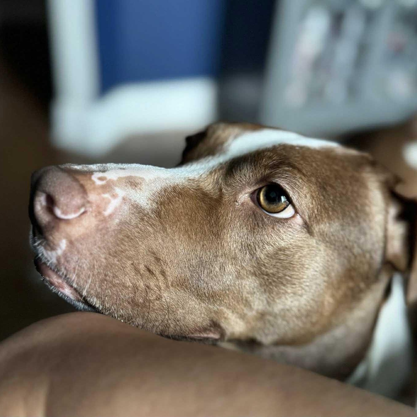 Penelope, a Adoptable mixed breed in Williston, VT image 4/6