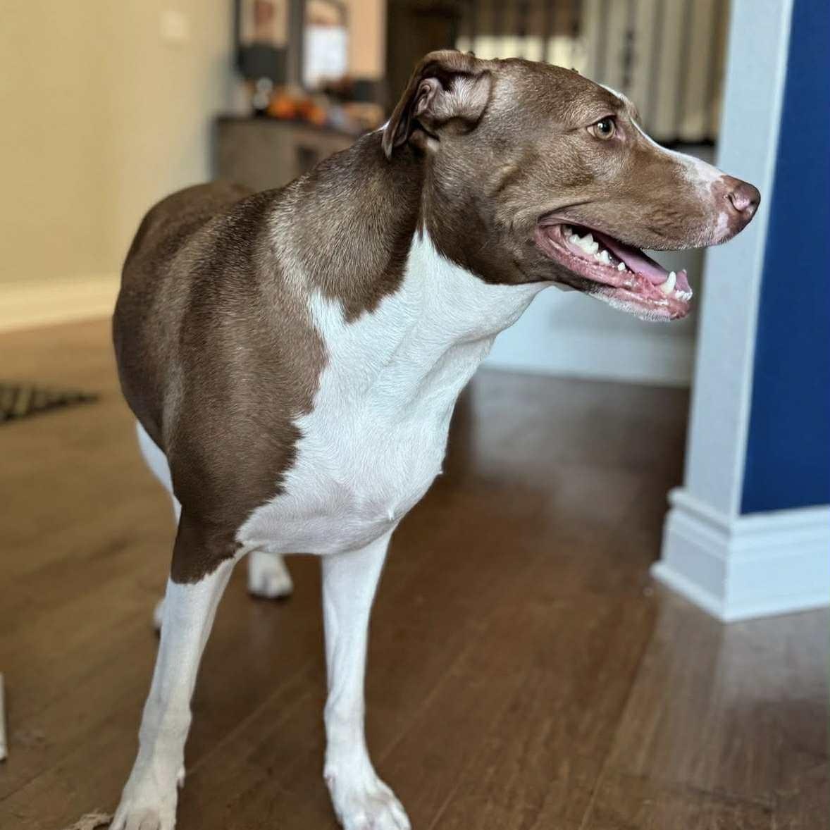 Penelope, a Adoptable mixed breed in Williston, VT image 5/6