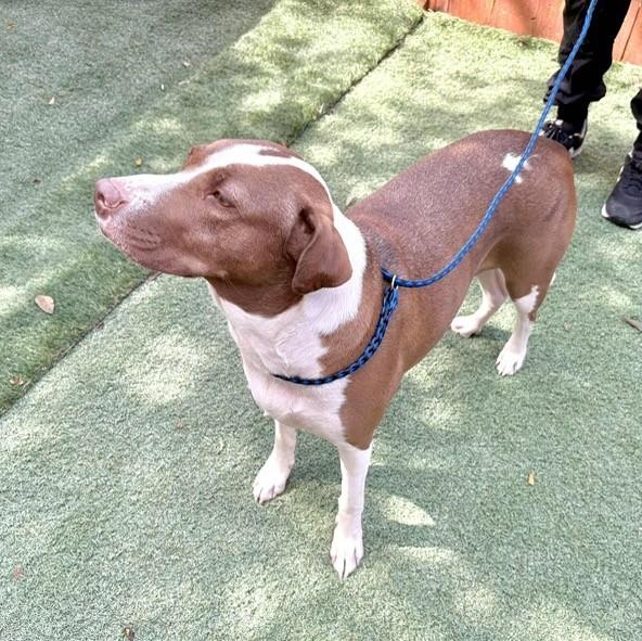 Penelope, a Adoptable mixed breed in Williston, VT image 6/6