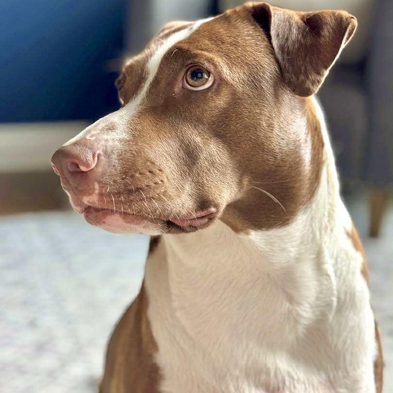 Penelope, a Adoptable mixed breed in Williston, VT image 2/6