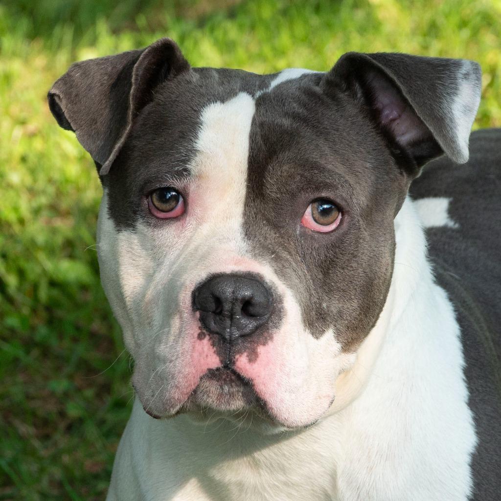 Bozo, Adoptable, Young Male Pit Bull Terrier & English Bulldog.