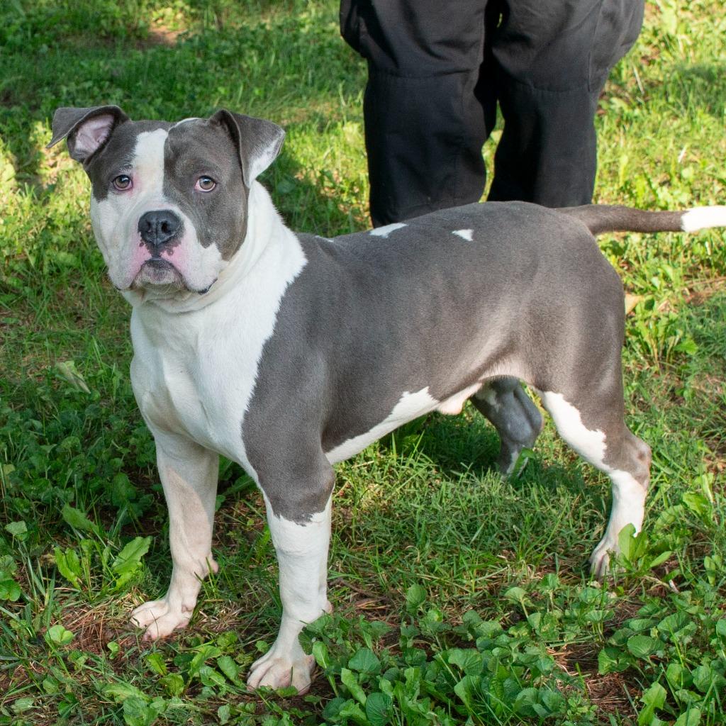 Enlarge Bozo, a Adoptable mixed breed in Troy, OH image 2/3