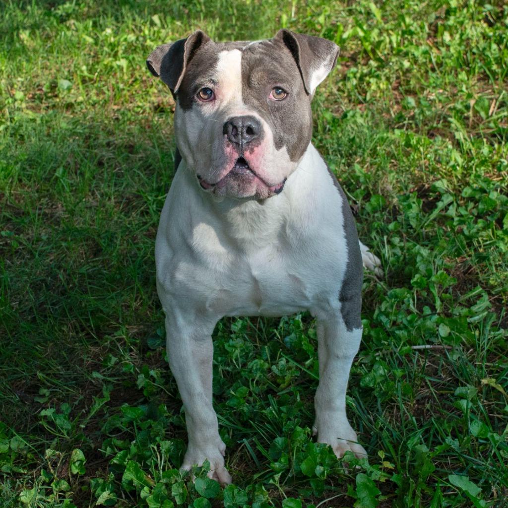 Enlarge Bozo, a Adoptable mixed breed in Troy, OH image 3/3