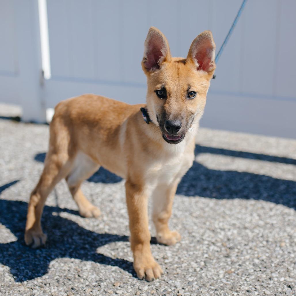 Bobby, Adoptable, Puppy Male Belgian Shepherd / Malinois.