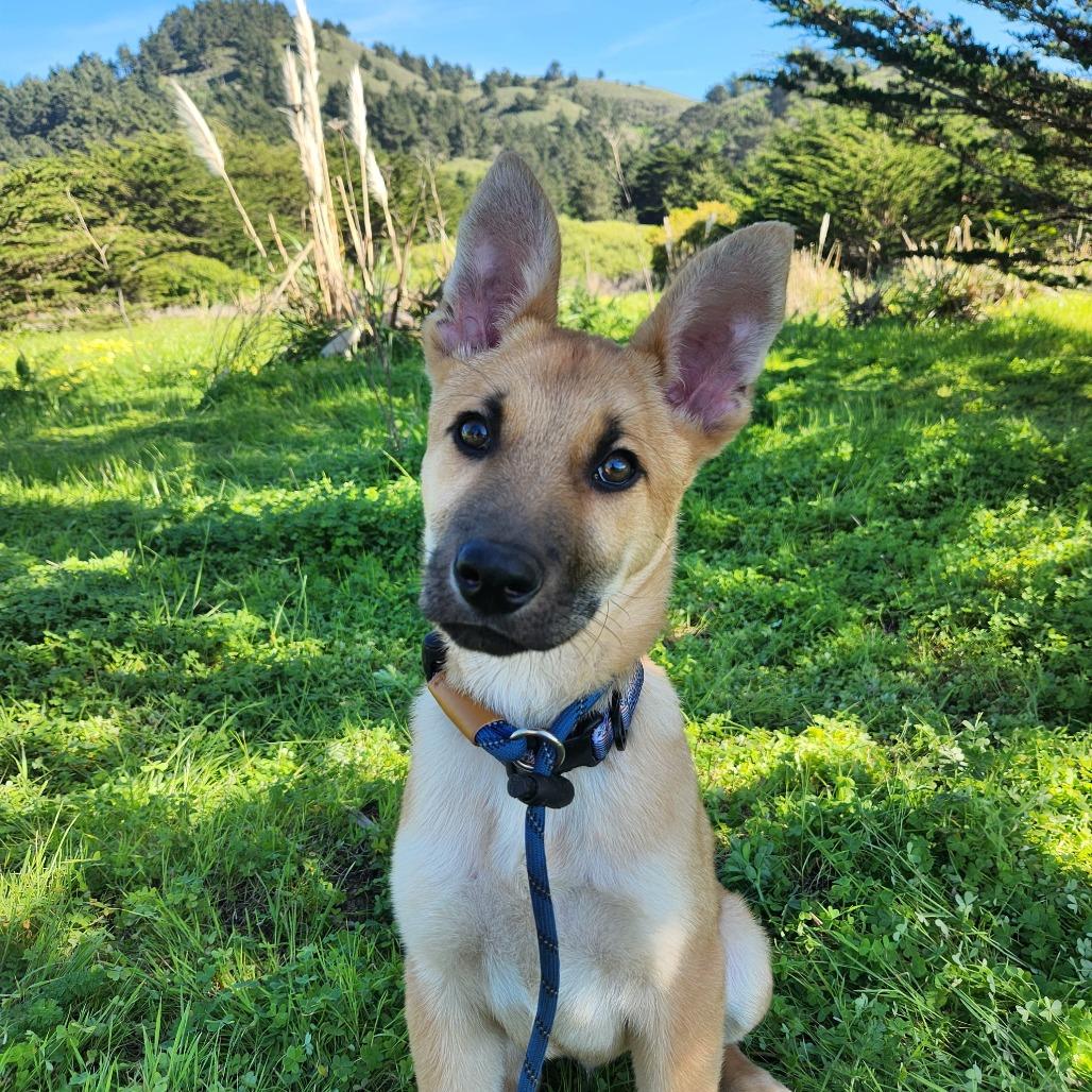 Enlarge Bobby, a Adoptable Belgian Shepherd / Malinois in Pacifica, CA image 2/3