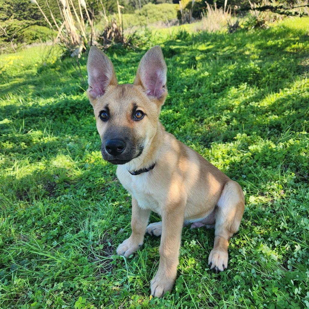 Enlarge Bobby, a Adoptable Belgian Shepherd / Malinois in Pacifica, CA image 3/3