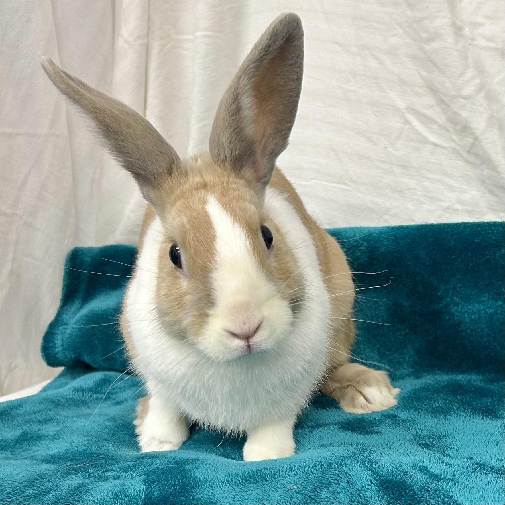 Cordell, Adoptable, Young Male Dutch.