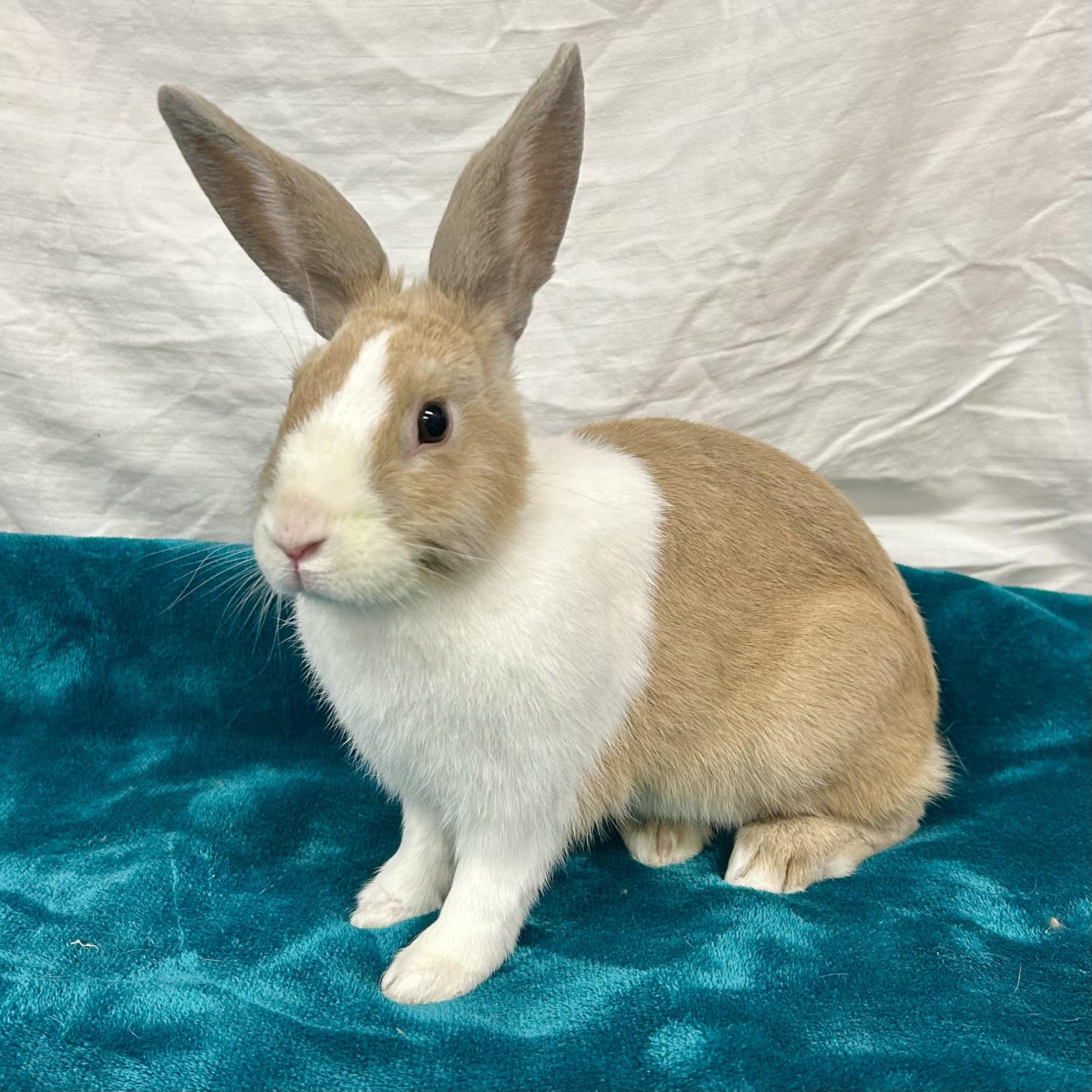 Enlarge Cordell, a Adoptable Dutch in Edgewood, MD image 2/6