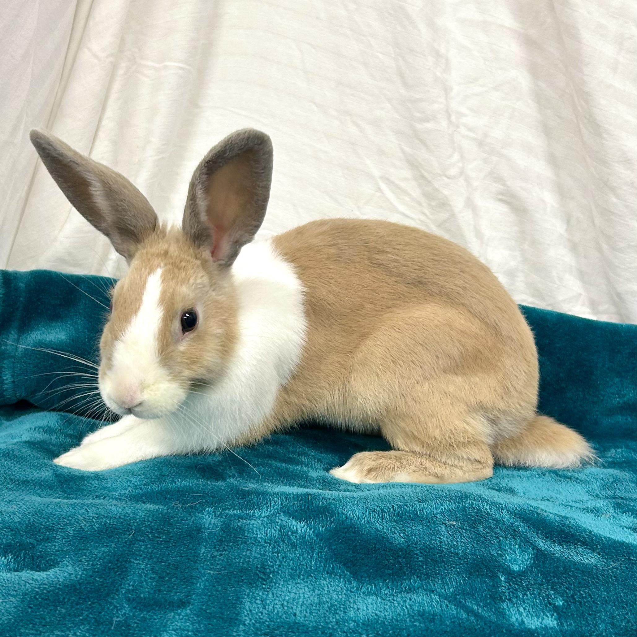 Enlarge Cordell, a Adoptable Dutch in Edgewood, MD image 3/6