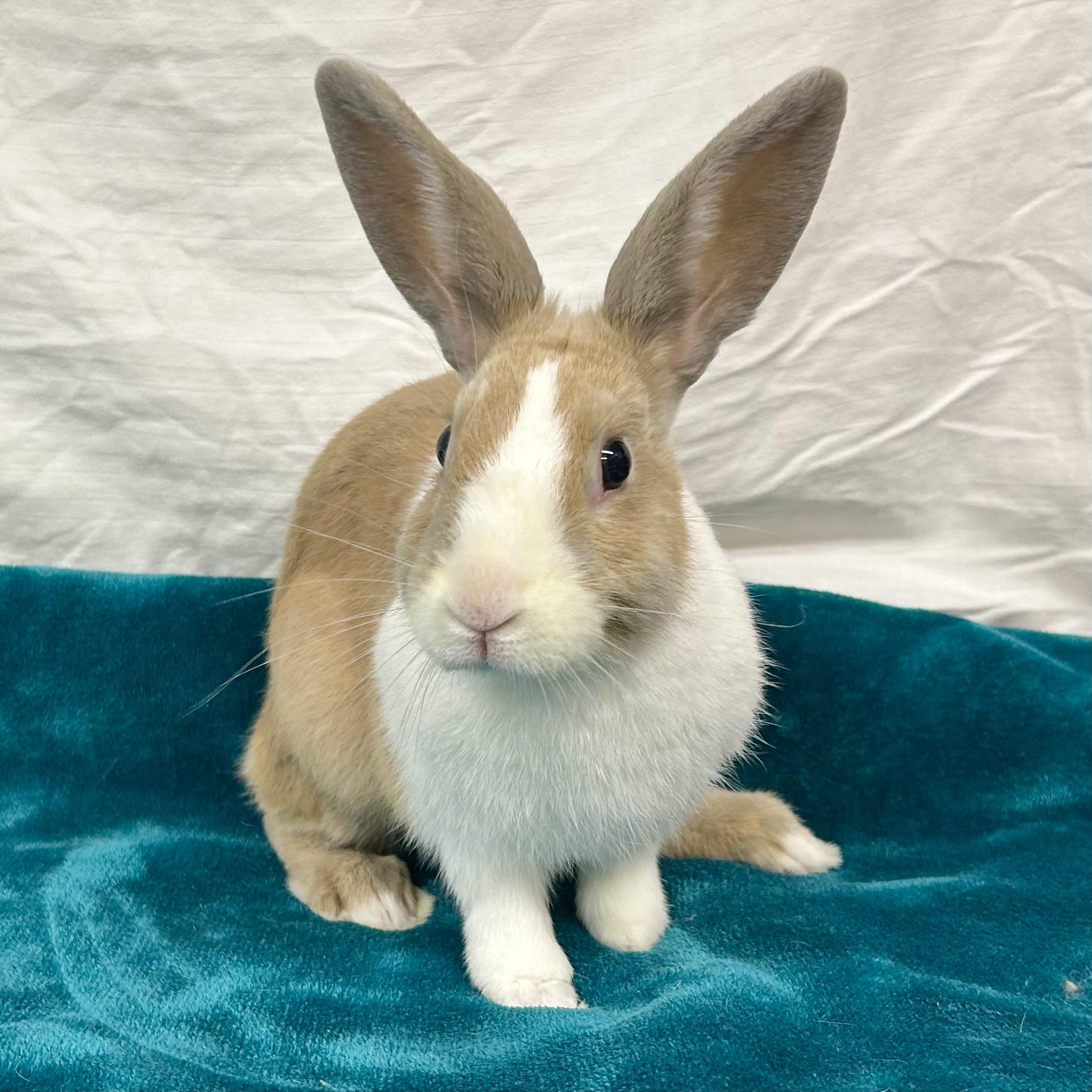 Enlarge Cordell, a Adoptable Dutch in Edgewood, MD image 4/6