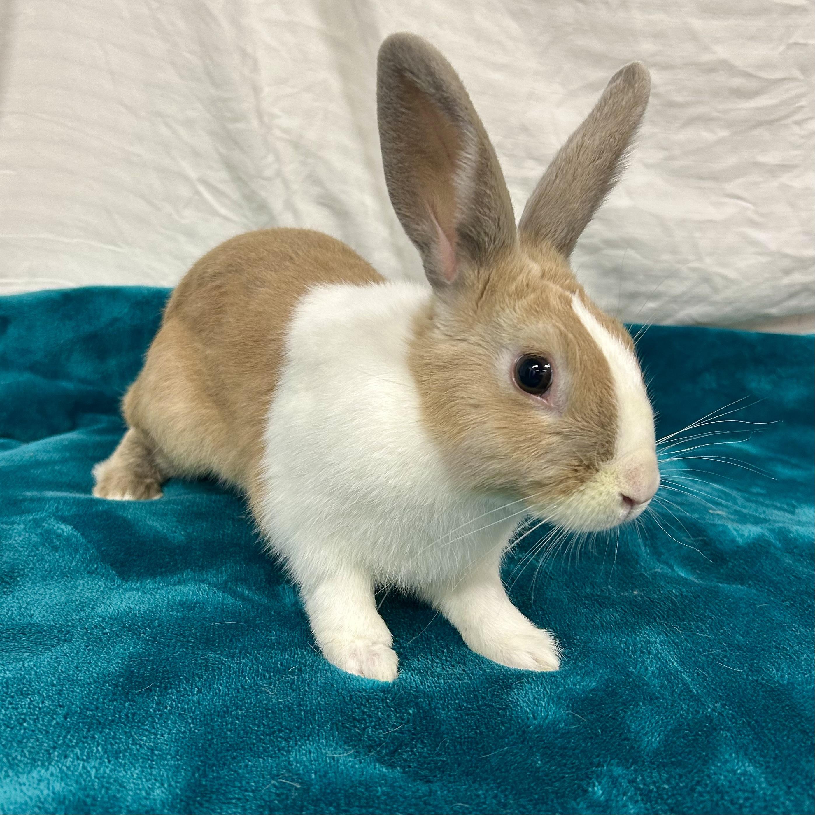 Enlarge Cordell, a Adoptable Dutch in Edgewood, MD image 5/6