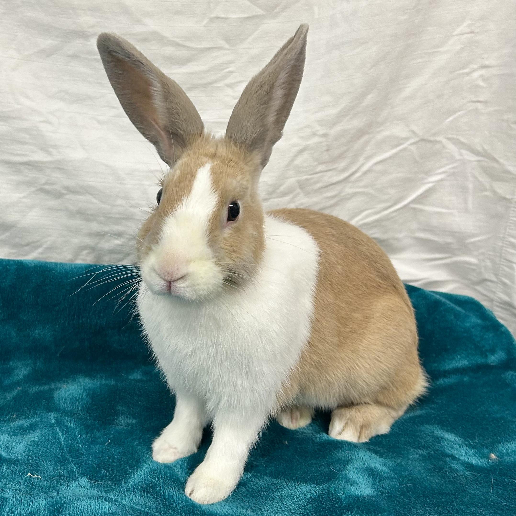 Enlarge Cordell, a Adoptable Dutch in Edgewood, MD image 6/6