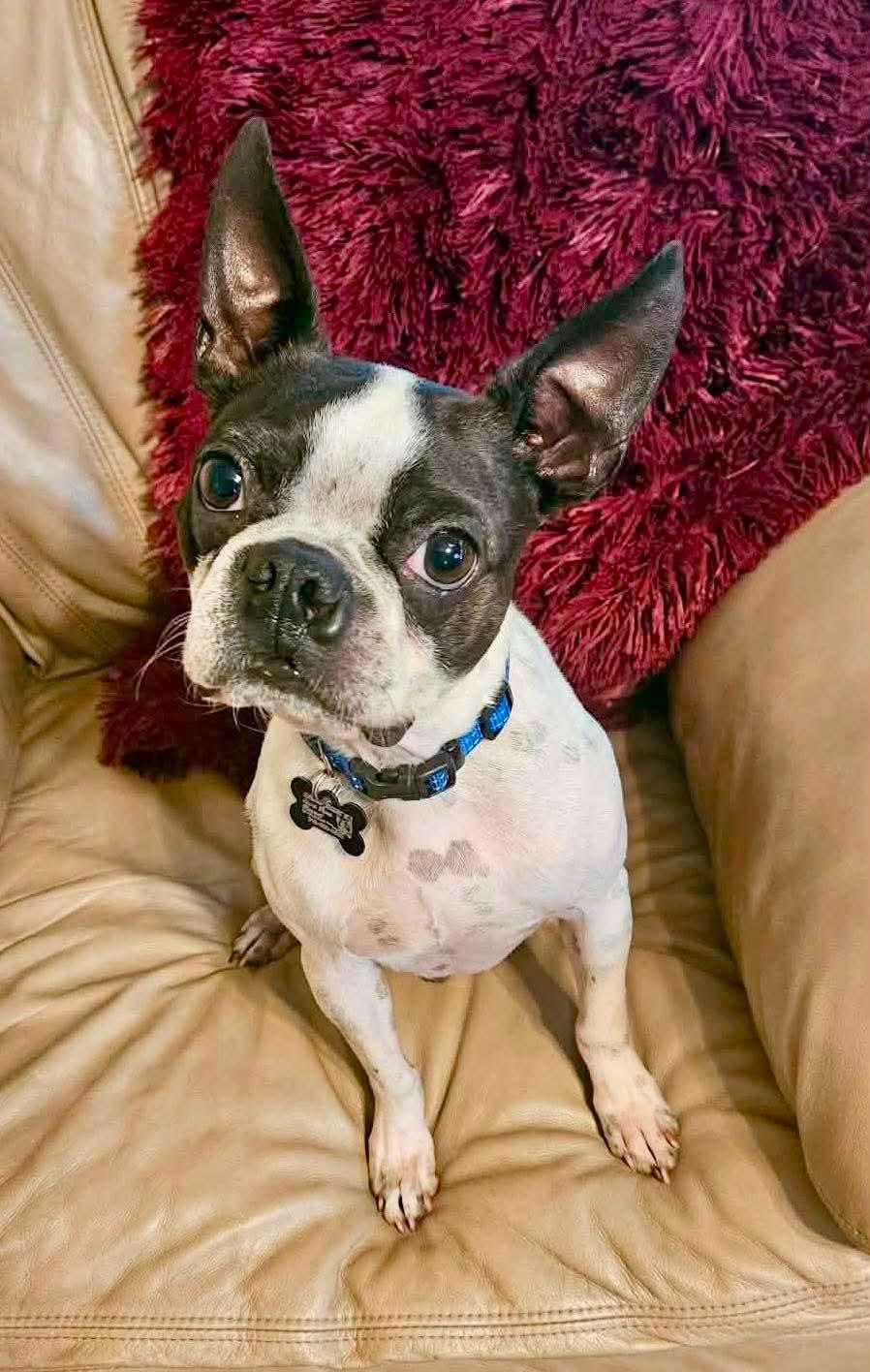 Enlarge Fletcher, a Adoptable Boston Terrier in Muskogee, OK image 1/2