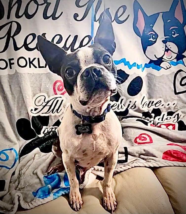 Enlarge Fletcher, a Adoptable Boston Terrier in Muskogee, OK image 2/2
