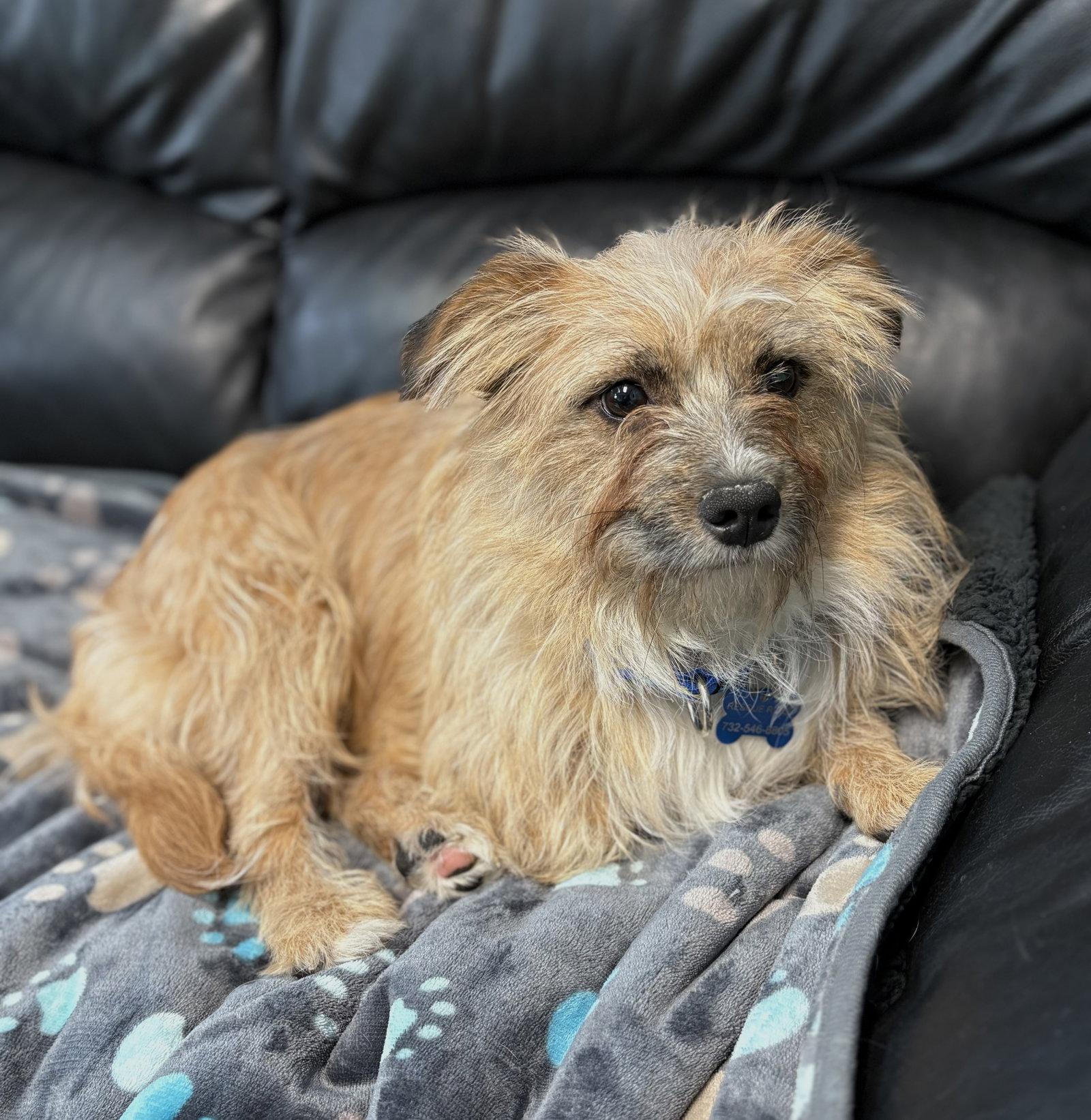 Rafael, Adoptable, Young Male Terrier.