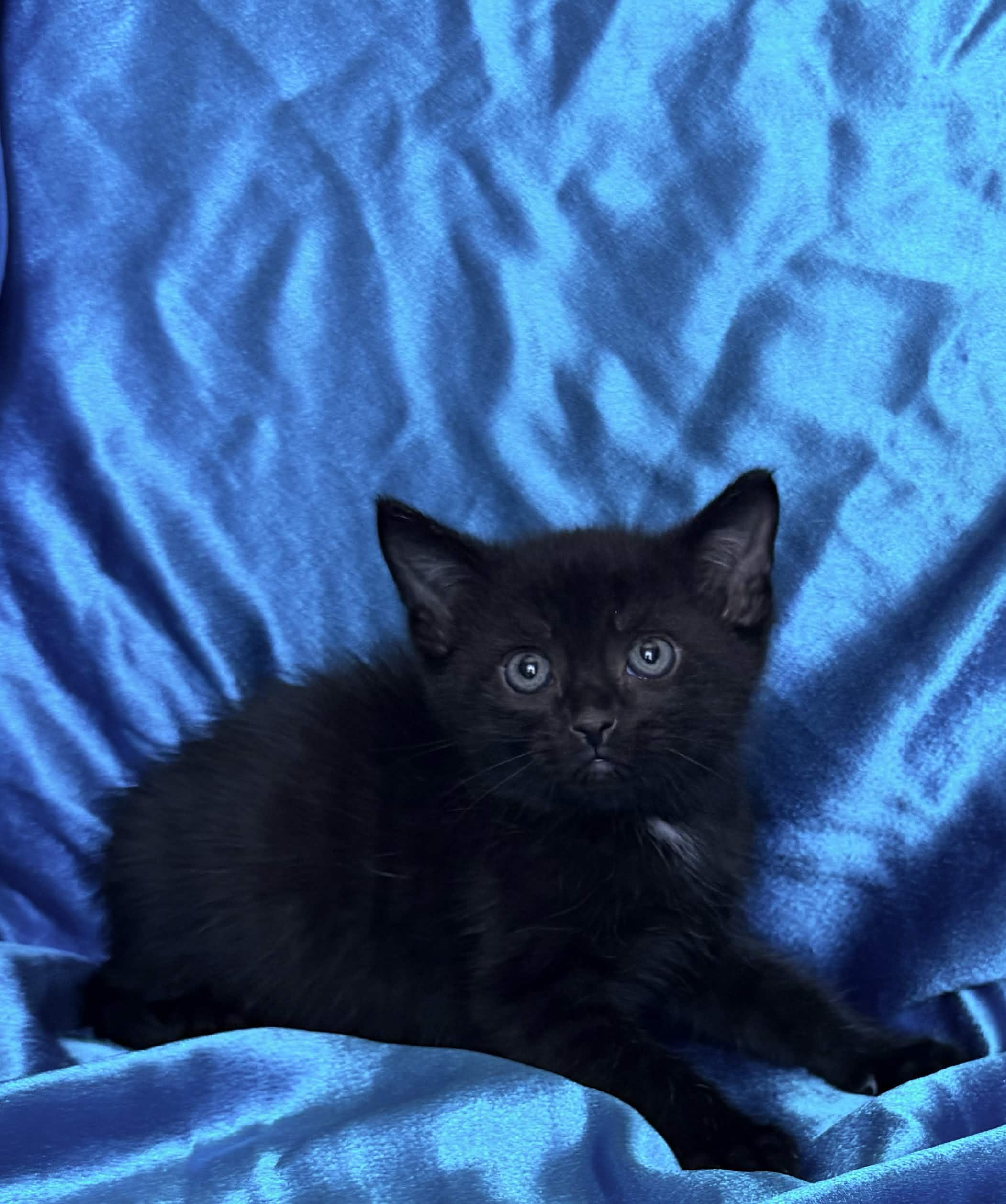 MASON, ADOPTABLE, Kitten Male Domestic Short Hair.