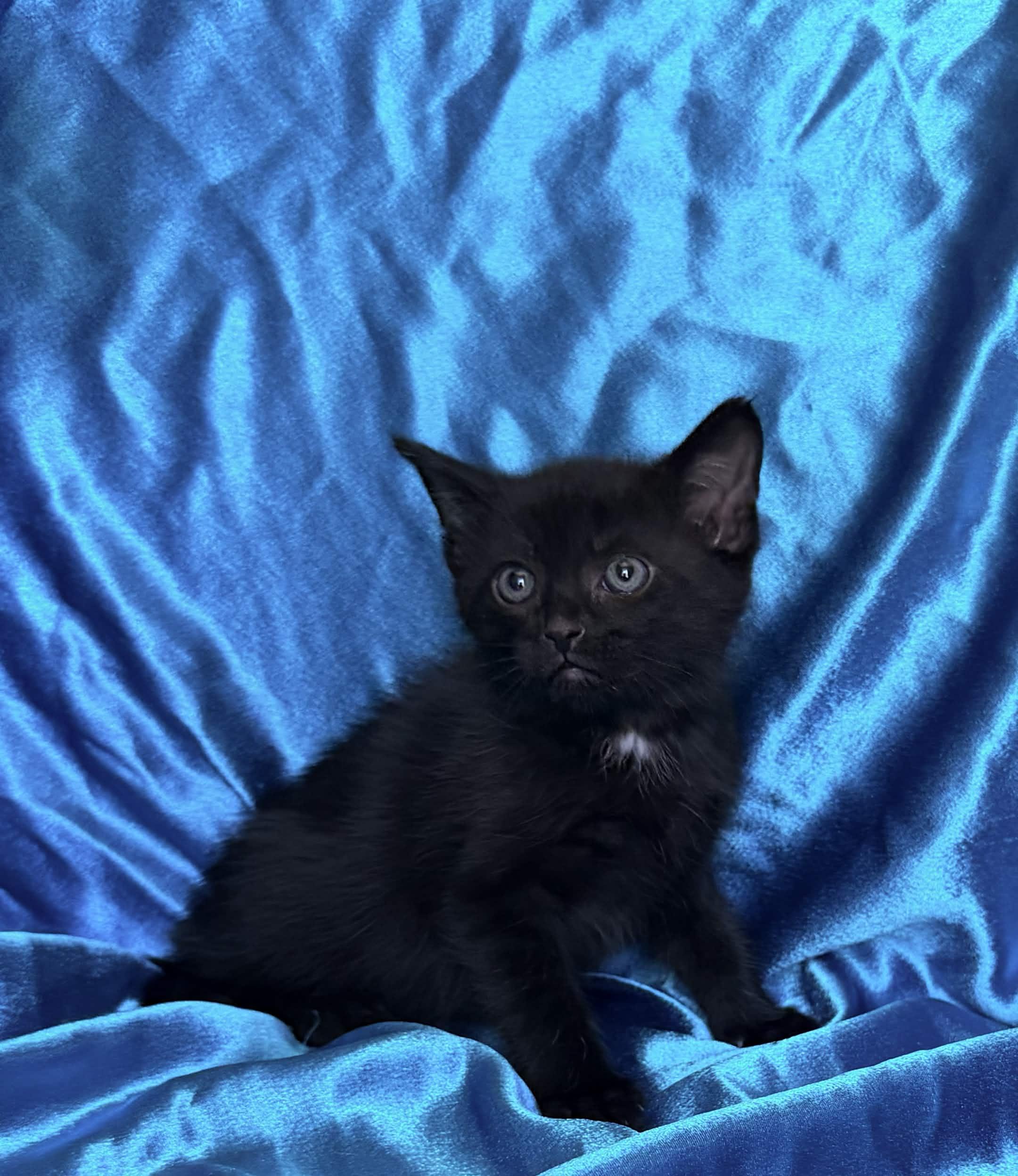 MASON, a ADOPTABLE Domestic Short Hair in Rowland Heights, CA image 2/2
