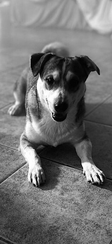 Enlarge Sgt Stumpy, a Adoptable Mixed Breed in Athens, ON image 1/4