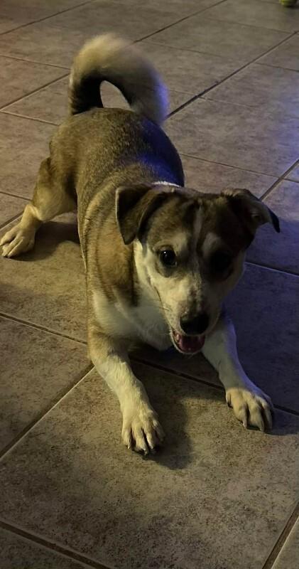 Enlarge Sgt Stumpy, a Adoptable Mixed Breed in Athens, ON image 2/4