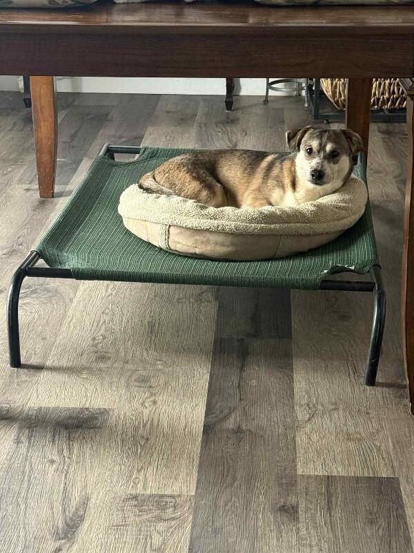 Enlarge Sgt Stumpy, a Adoptable Mixed Breed in Athens, ON image 3/4