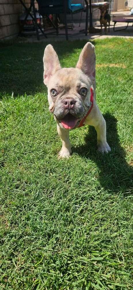 Camille Augusta, a Adoptable French Bulldog in Mission Viejo, CA image 1/3