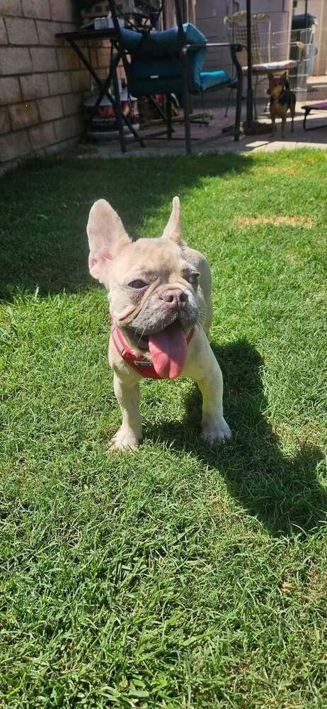 Camille Augusta, a Adoptable French Bulldog in Mission Viejo, CA image 2/3