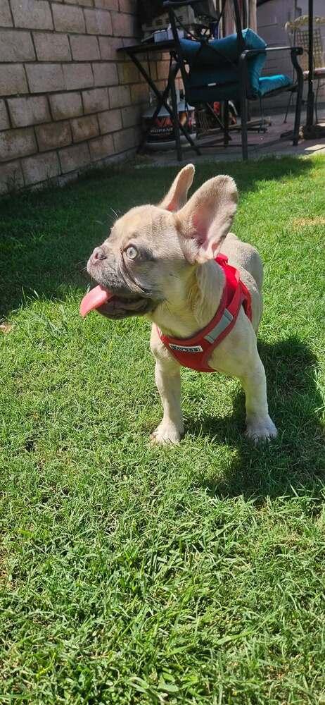 Camille Augusta, a Adoptable French Bulldog in Mission Viejo, CA image 3/3