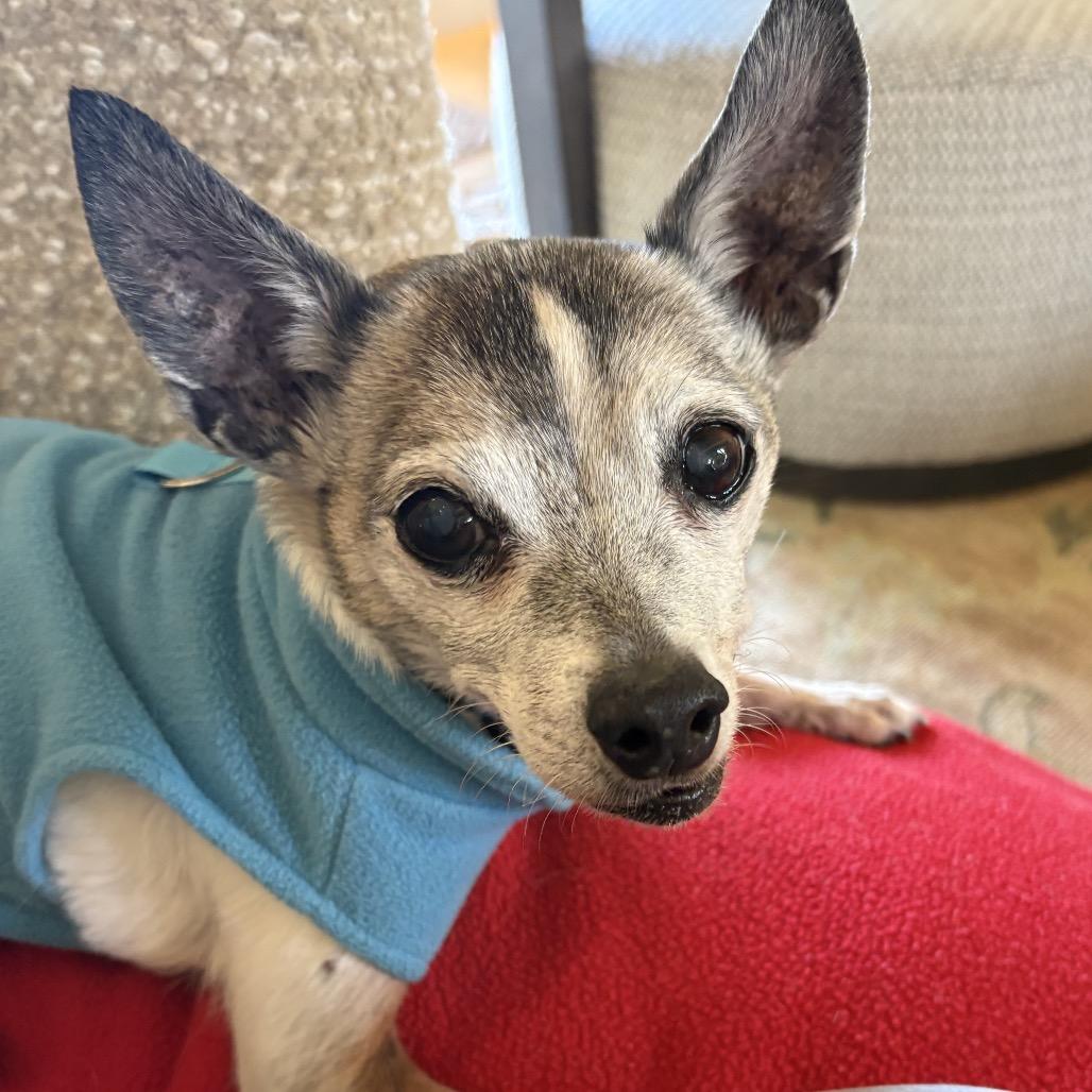 Sparky — thumbnail 2