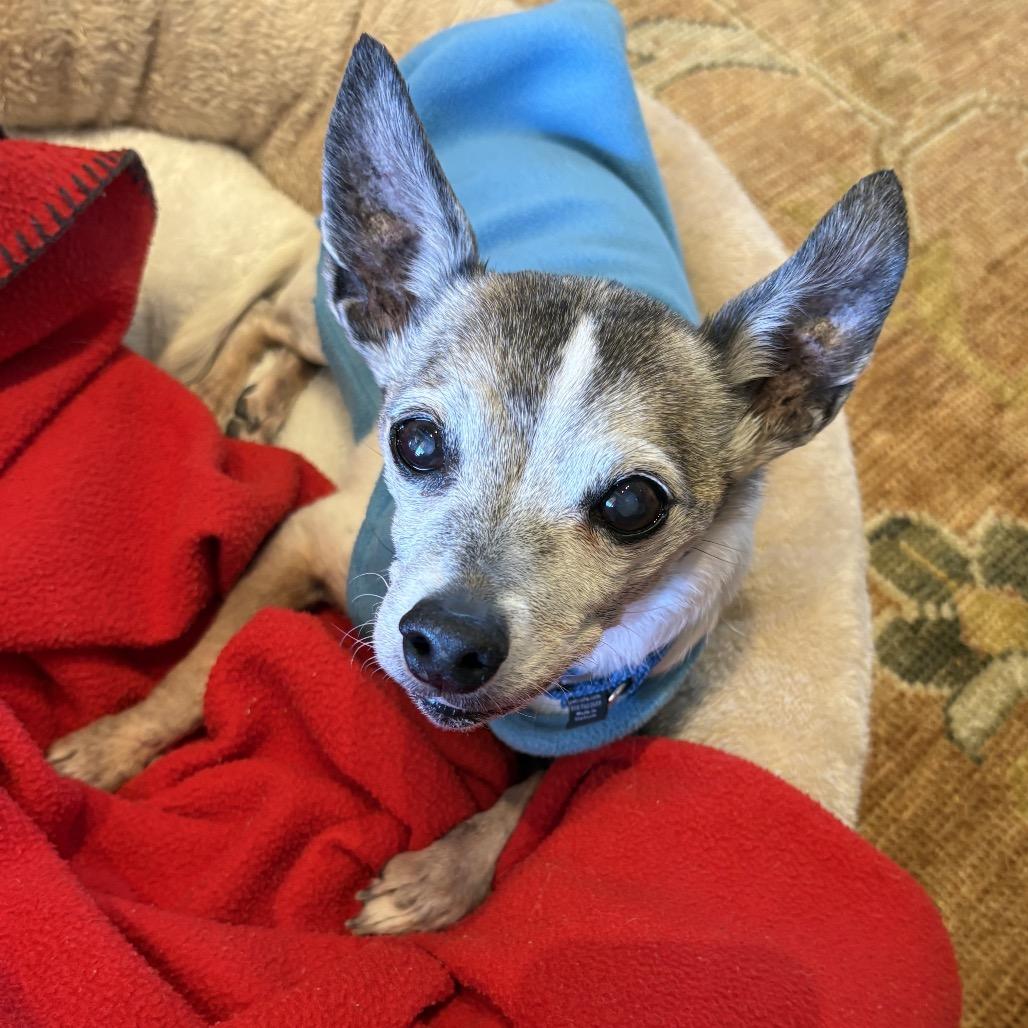 Sparky — thumbnail 3