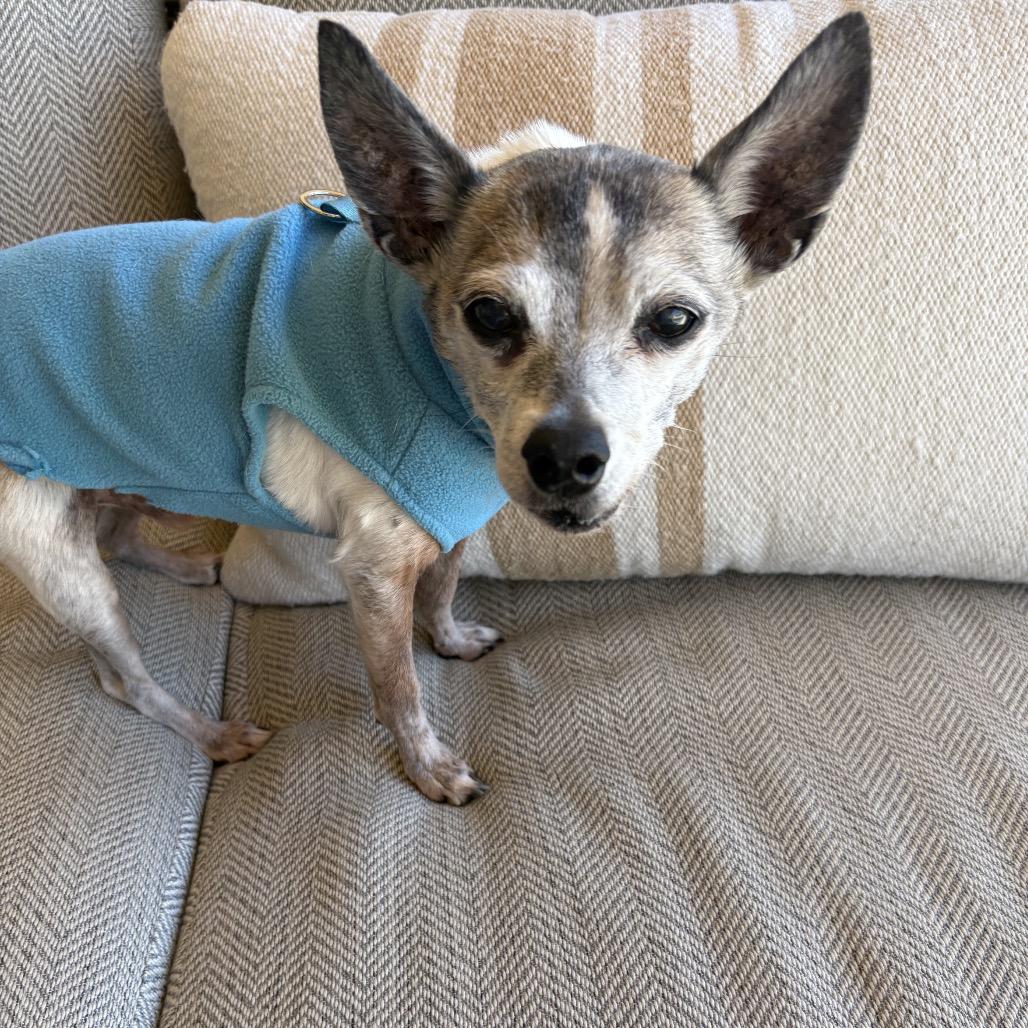 Sparky — thumbnail 4