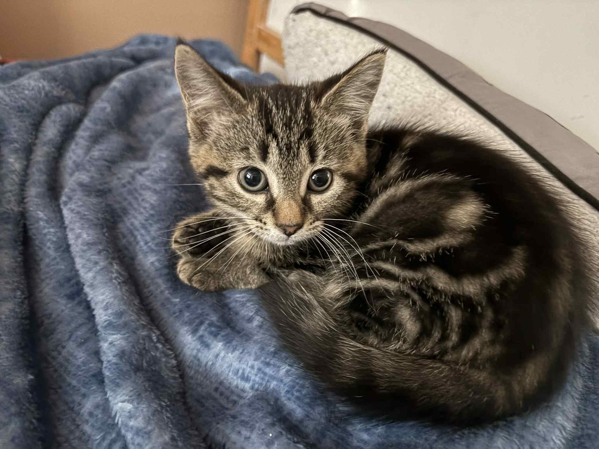 Coco, Baby Female Domestic Short Hair