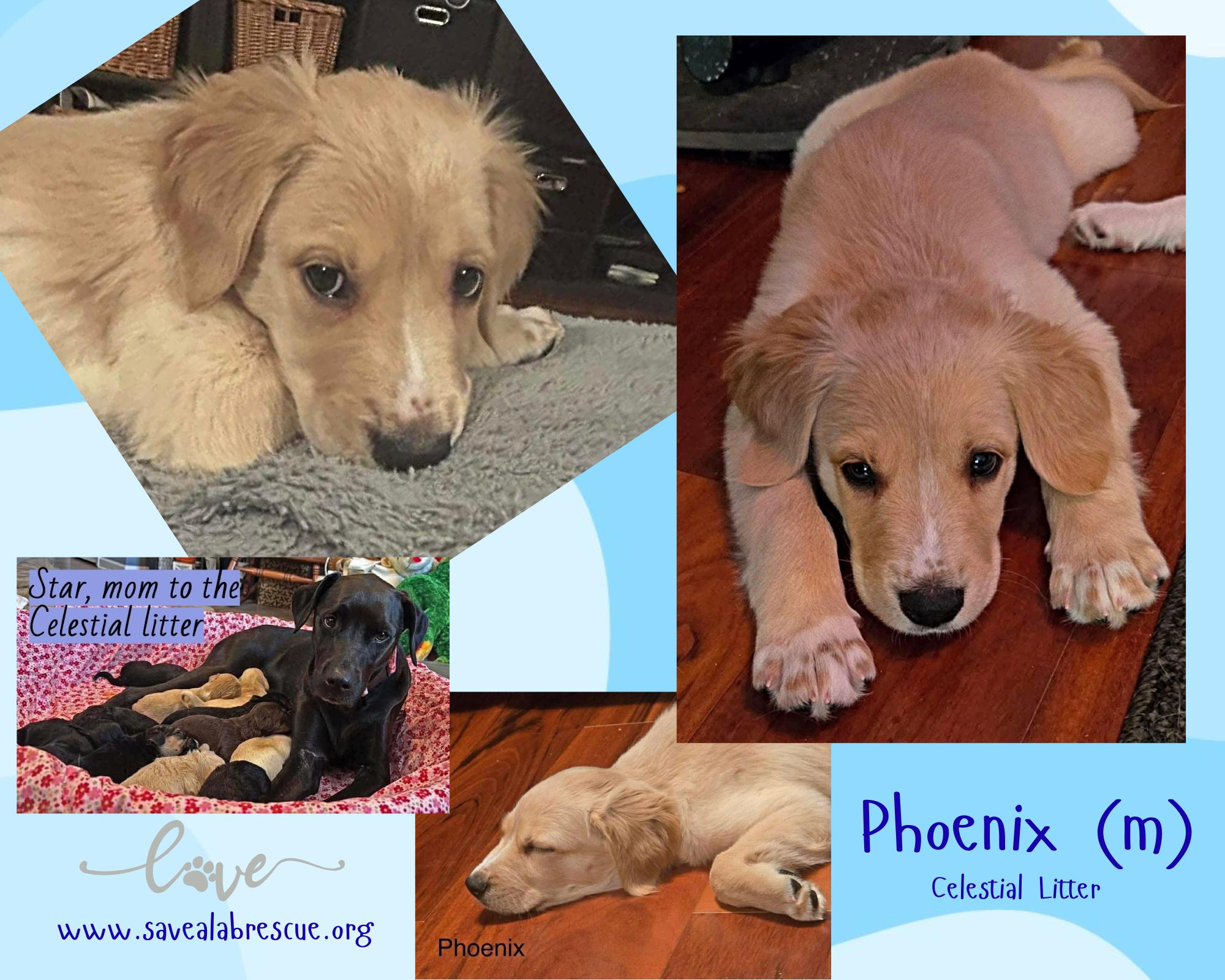 Phoenix, adopted, Puppy Male Labrador Retriever & Yellow Labrador Retriever.