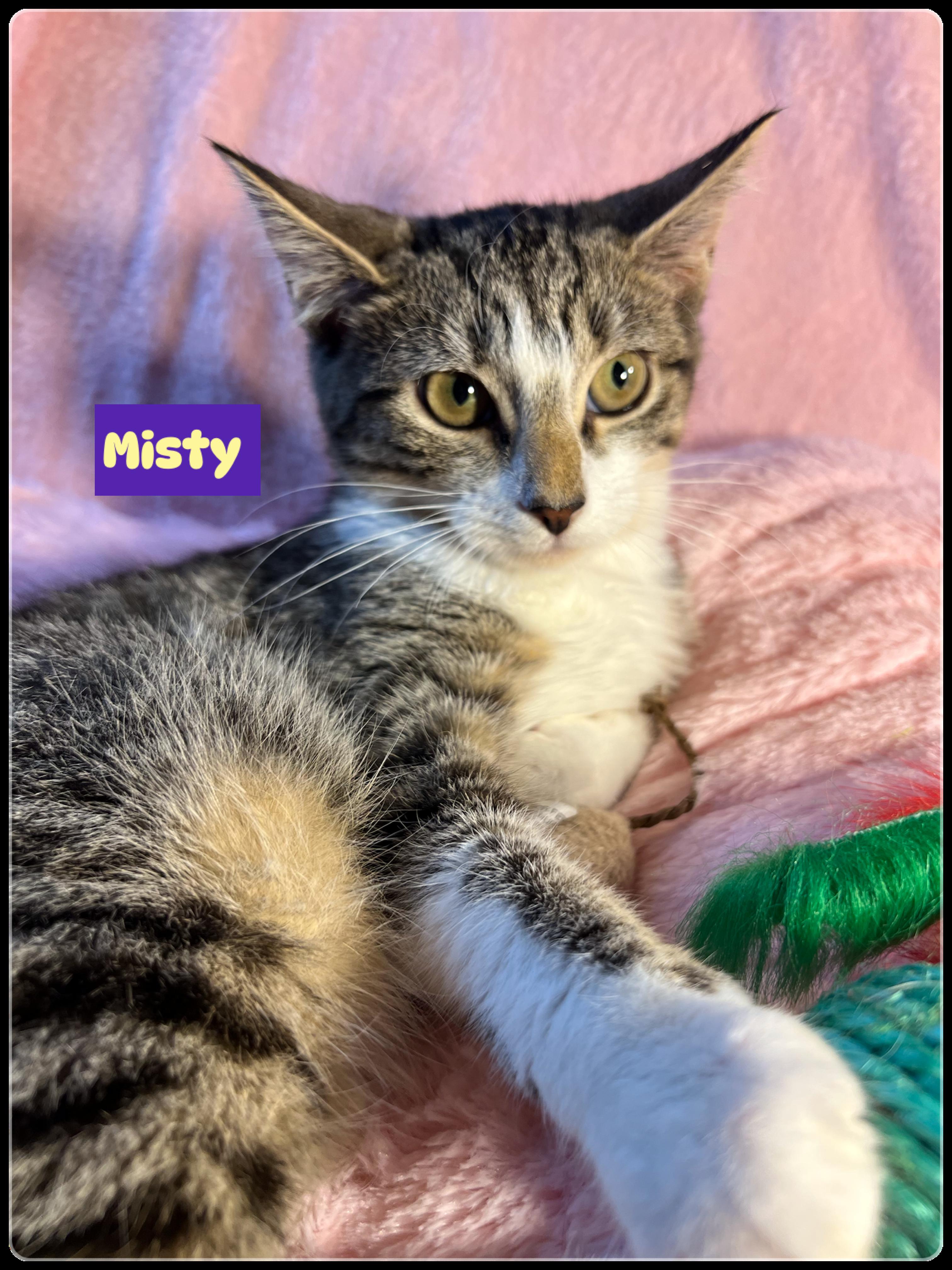Misty -Steven adopted, a Adoptable Domestic Short Hair in staten island, NY image 1/4