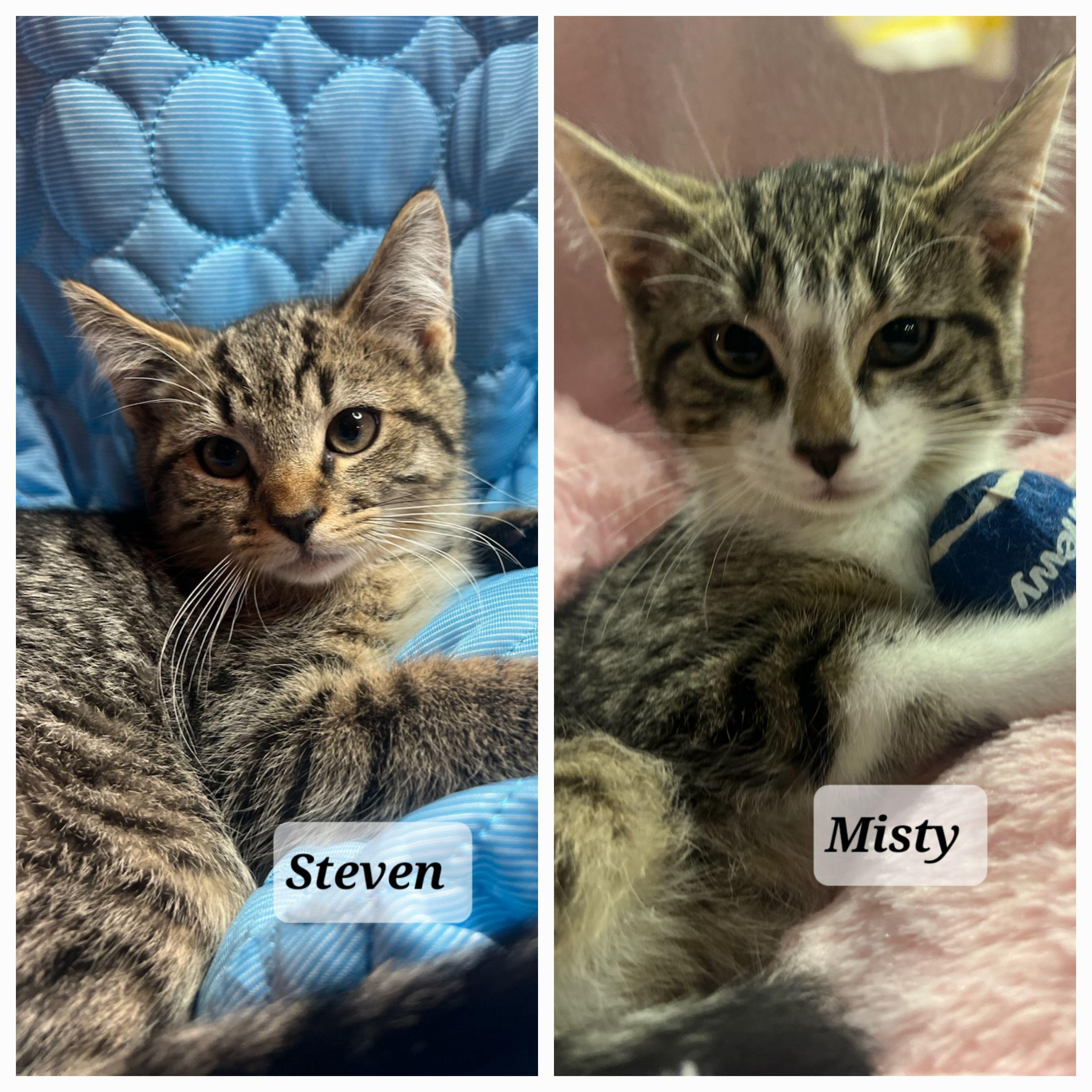 Misty -Steven adopted, a Adoptable Domestic Short Hair in staten island, NY image 4/4