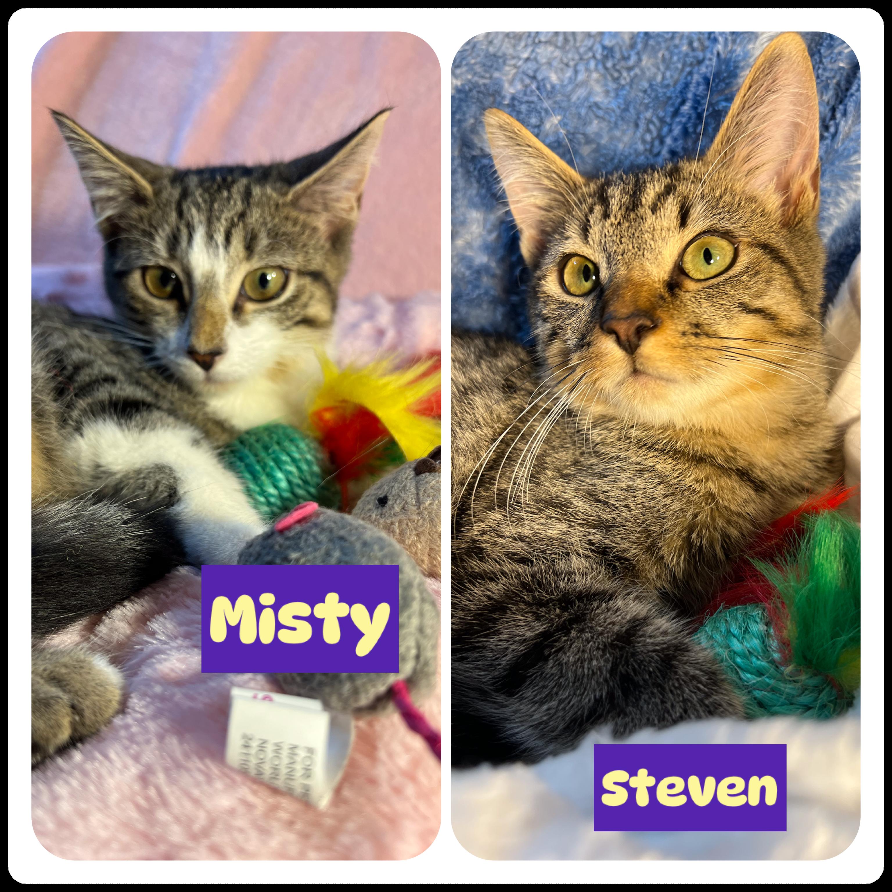 Misty -Steven adopted, a Adoptable Domestic Short Hair in staten island, NY image 3/4
