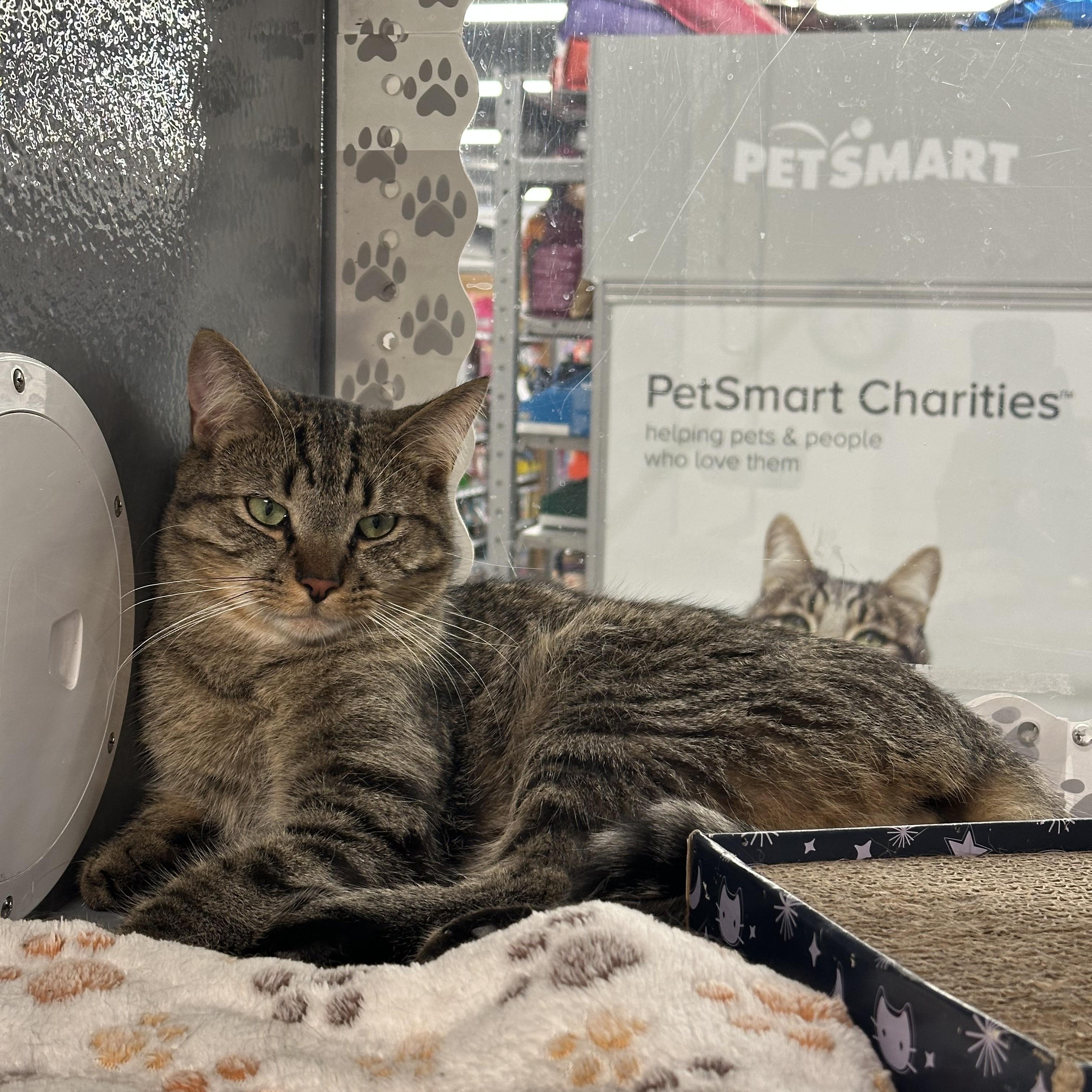 Misty -Steven adopted, a Adoptable Domestic Short Hair in staten island, NY image 2/4