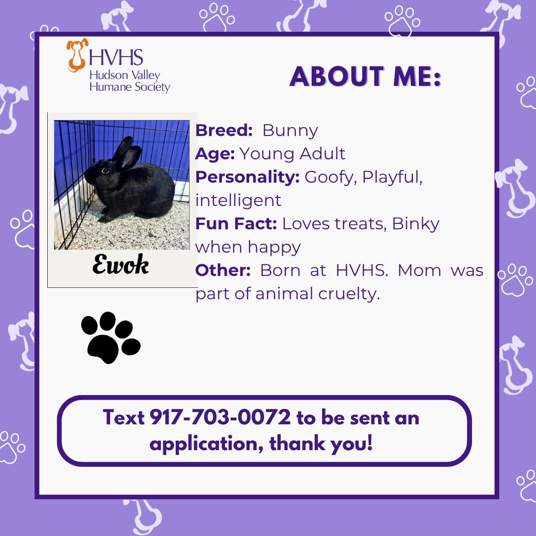 Enlarge EWOK, a ADOPTABLE Bunny Rabbit in Pomona, NY image 2/2