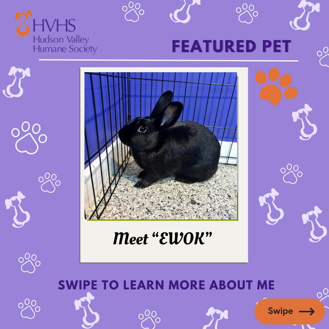 EWOK, ADOPTABLE, Young Female Bunny Rabbit.
