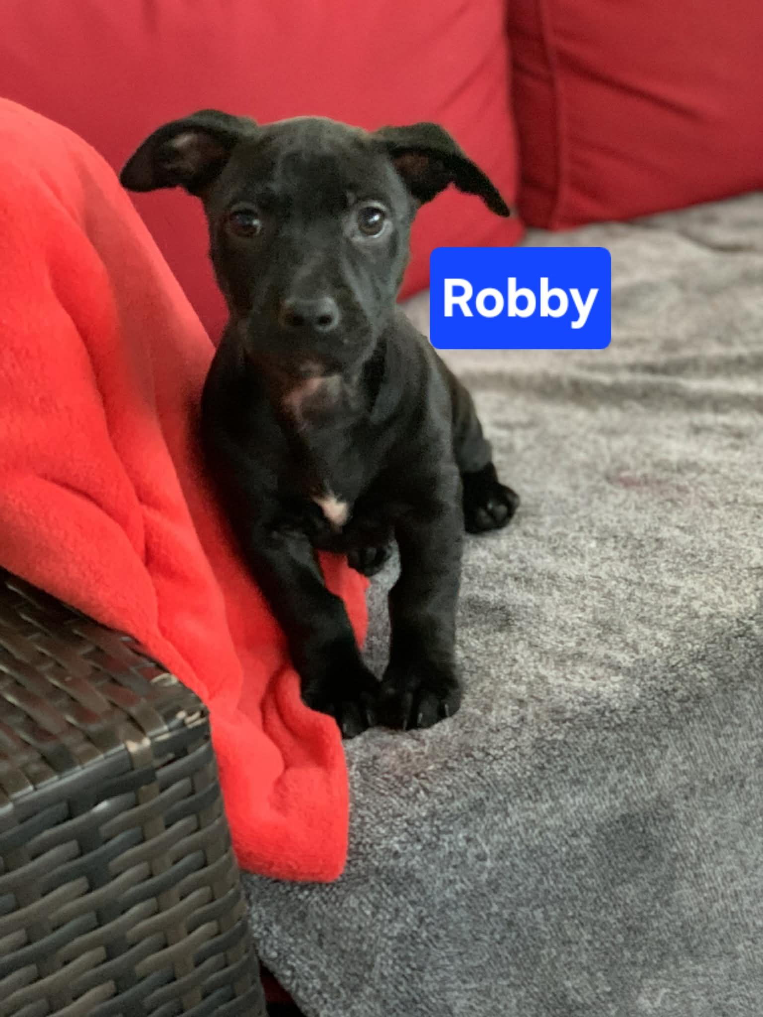 Enlarge Robby, a ADOPTABLE mixed breed in Blue Bell, PA image 3/5