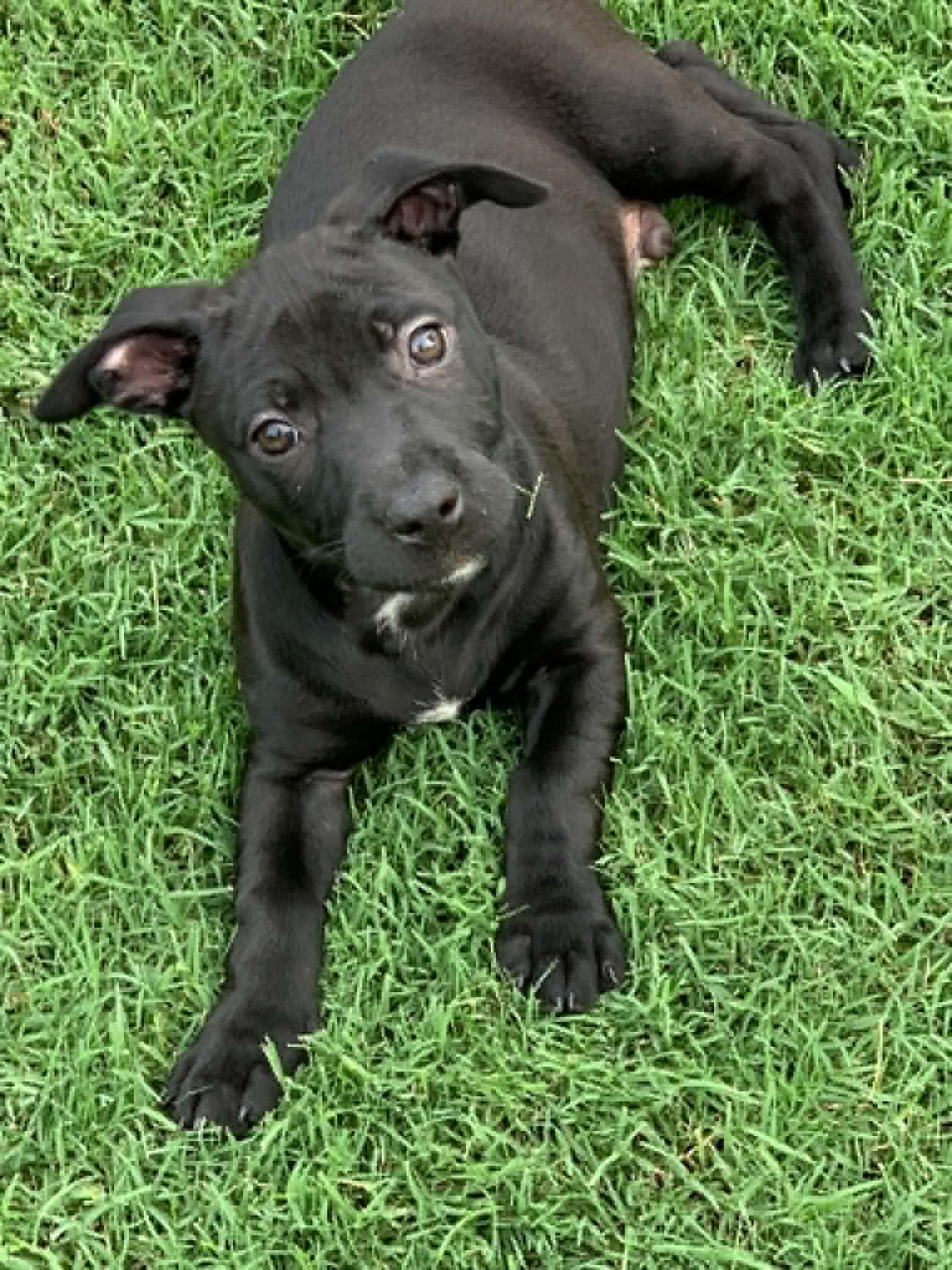 Robby, ADOPTABLE, Puppy Male Dachshund.