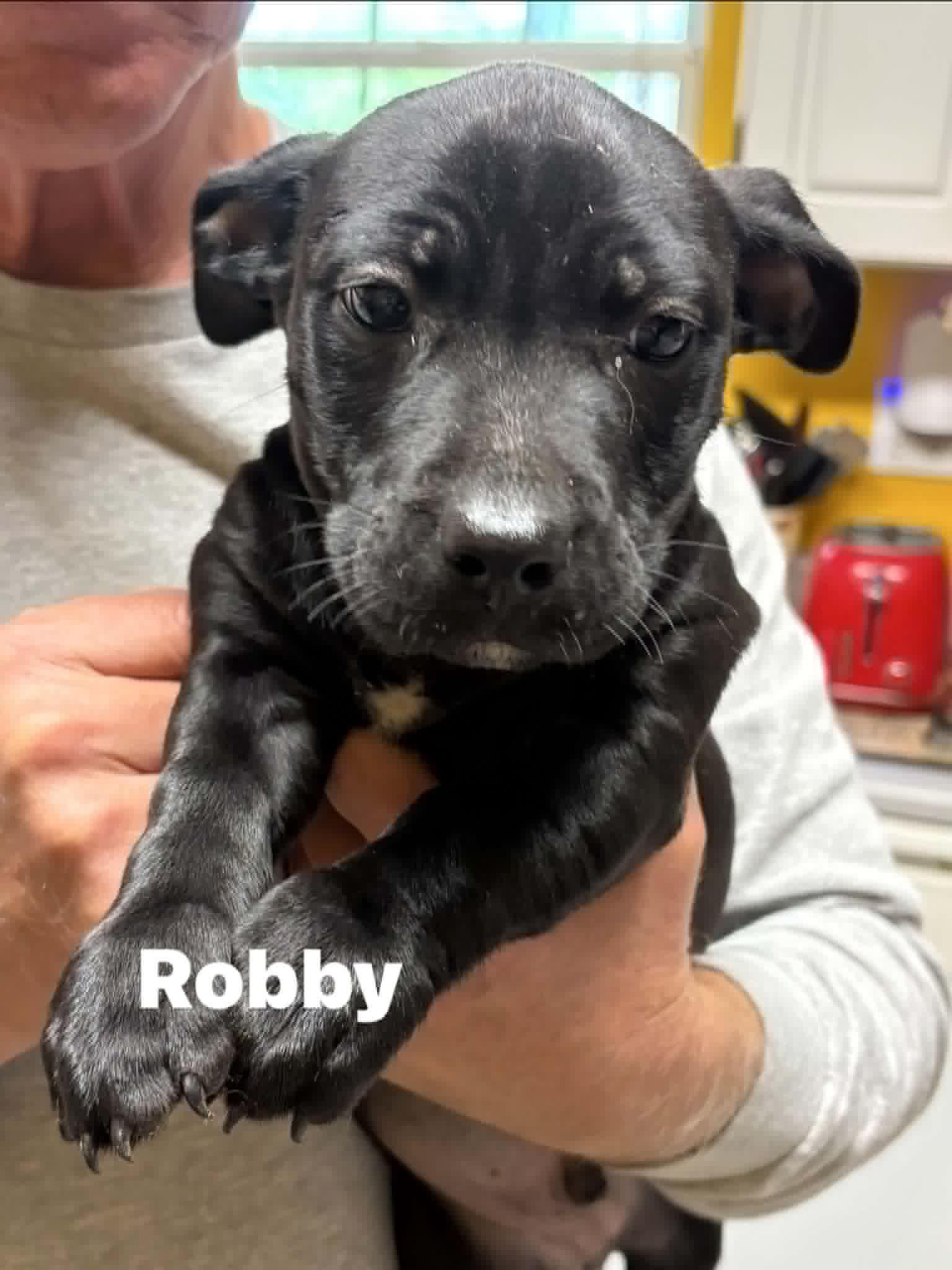 Enlarge Robby, a ADOPTABLE mixed breed in Blue Bell, PA image 5/5