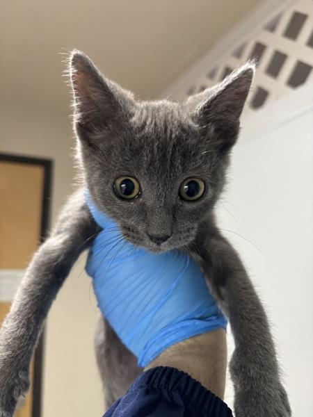 Zots, Adoptable, Kitten Male Domestic Short Hair.