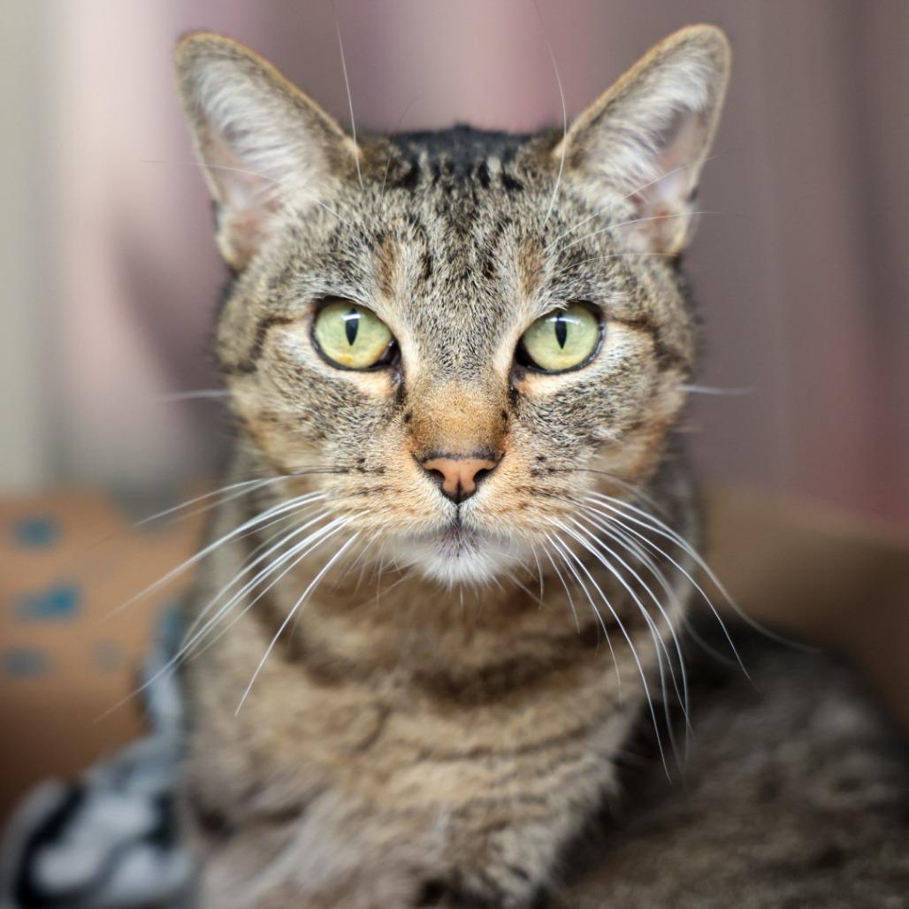 Highway, Adoptable, Adult Male Domestic Short Hair.
