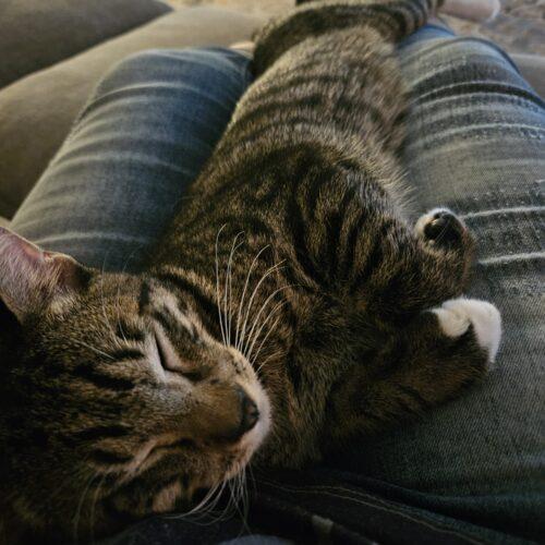 Calvin, Adoptable, Kitten Male Domestic Short Hair.