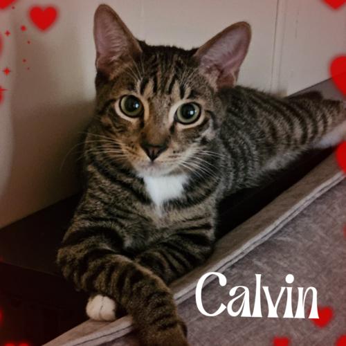 Enlarge Calvin, a Adoptable Domestic Short Hair in Gilbert, AZ image 2/2