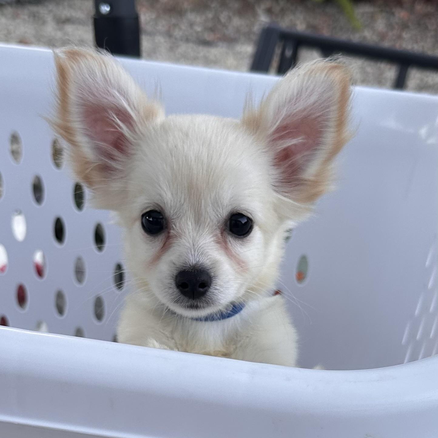 Enlarge Boomer - Liittke Puppy Boy, a ADOPTABLE Chiweenie in Topanga, CA image 1/1