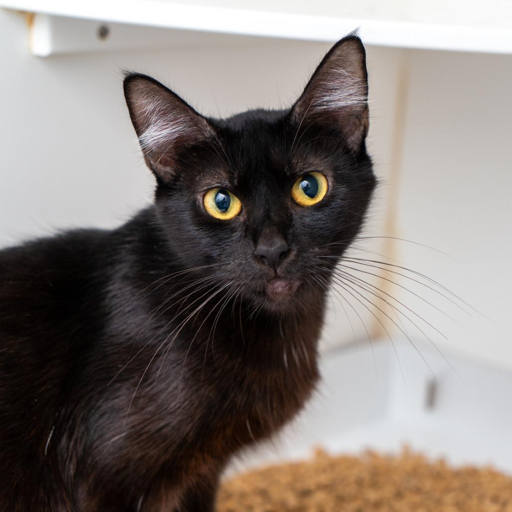 Poke Bowl, Adoptable, Adult Female Domestic Short Hair.